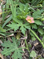 Modiola caroliniana