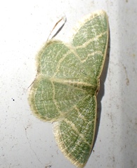 Chlorochlamys phyllinaria