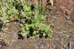 Chenopodium opulifolium