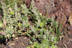 Chenopodium opulifolium