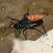 Protomydas rubidapex - Photo 由 Lorenso Amates 所上傳的 (c) Lorenso Amates，保留部份權利CC BY-NC