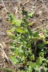 Chenopodium opulifolium