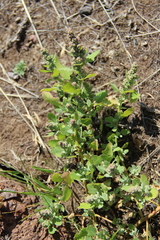 Chenopodium opulifolium