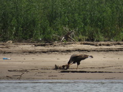 Caracara plancus