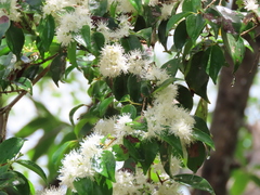 Eugenia biflora