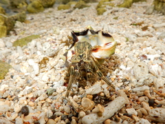 Clibanarius striolatus