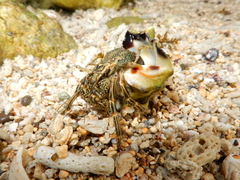 Clibanarius striolatus