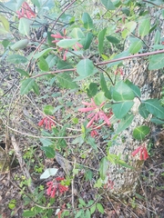 Lonicera sempervirens sempervirens