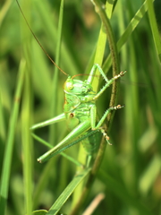 Tettigonia