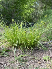 Carex
