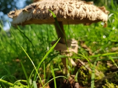 Chlorophyllum