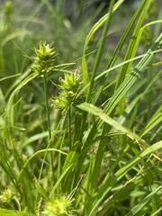 Carex