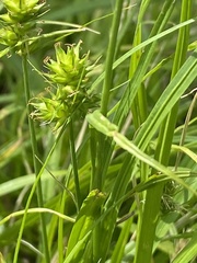 Carex