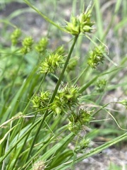 Carex