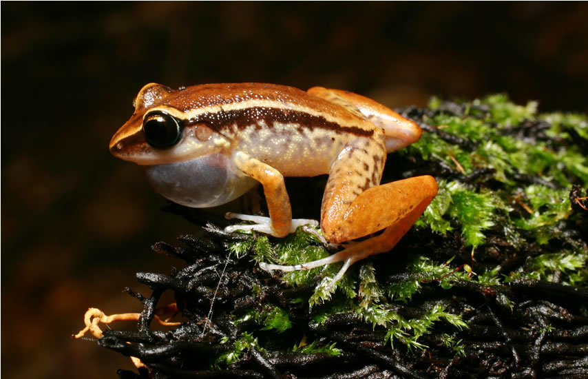 Ground Coqui