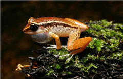 Ground Coqui photo 1