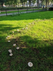 Chlorophyllum