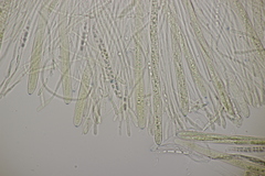 Godronia ribis