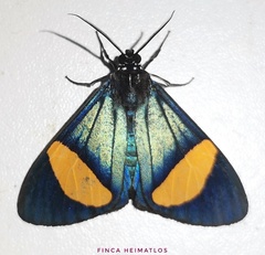 Crocomela colorata splendida