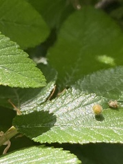 Eriophyidae