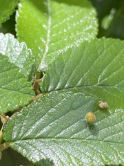 Eriophyidae