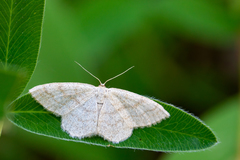 Scopula ternata