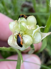 Metriorrhynchomiris dislocatus