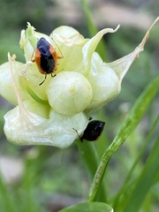 Metriorrhynchomiris dislocatus
