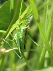 Tettigonia