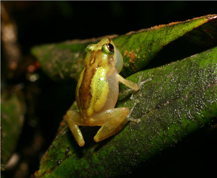 Cricket Coqui