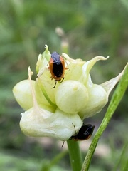 Metriorrhynchomiris dislocatus