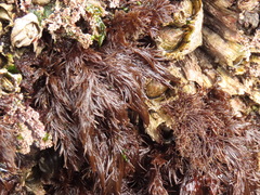 Odonthalia