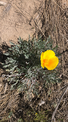 Eschscholzia californica