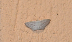 Scopula flaccidaria