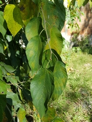 Morus celtidifolia