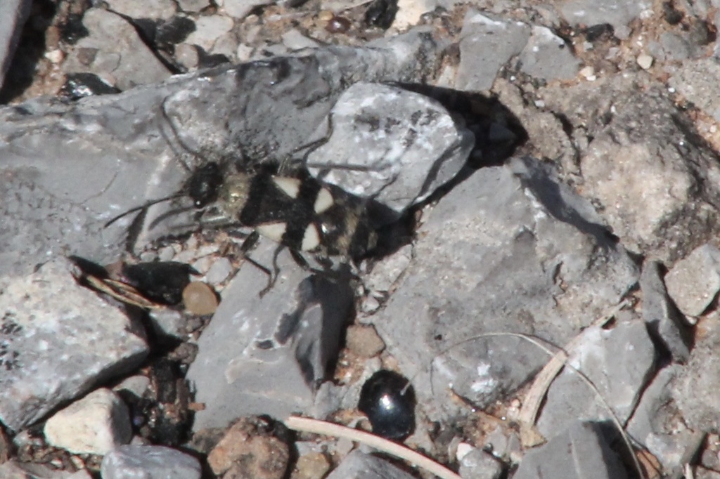 Arhaphe breviata