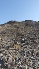 Vachellia tortilis