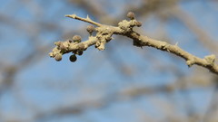 Vachellia tortilis