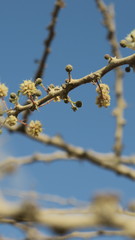 Vachellia tortilis