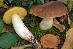 Hemileccinum depilatum