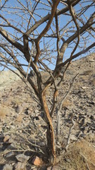 Vachellia tortilis