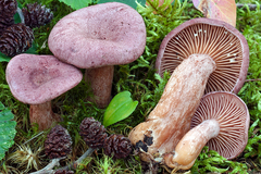 Lactarius lilacinus