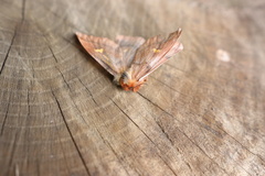 Ormiscodes amphimone