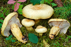 Lactarius flavopalustris