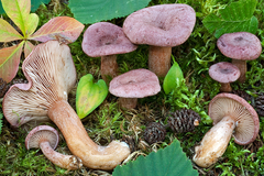 Lactarius lilacinus