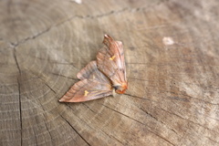 Ormiscodes amphimone