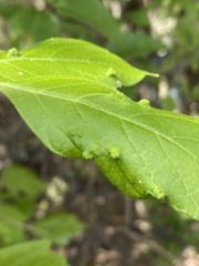 Aceria negundi
