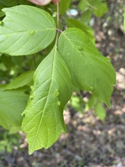 Aceria negundi