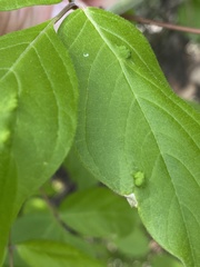Aceria negundi