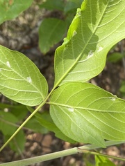 Aceria negundi